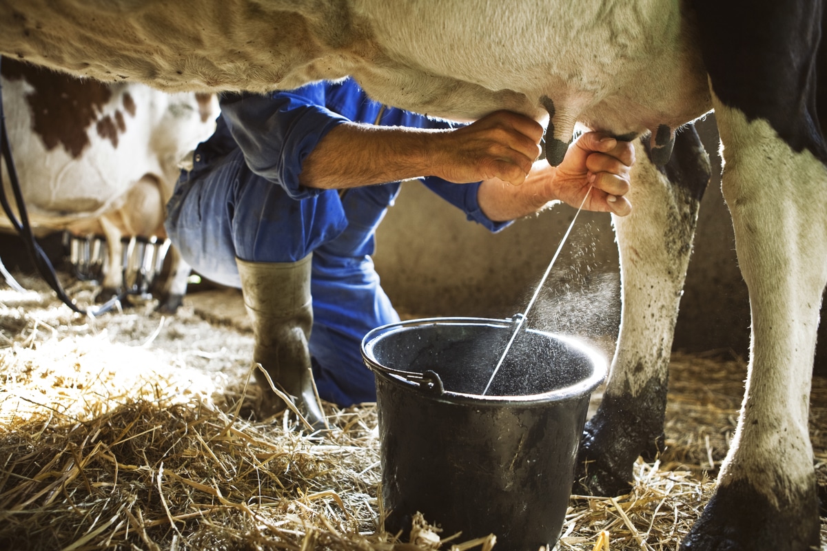 Leche De Vaca Propiedades Caracter sticas Y Cosas A Saber Guard 