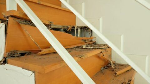 Rimedi naturali contro le termiti