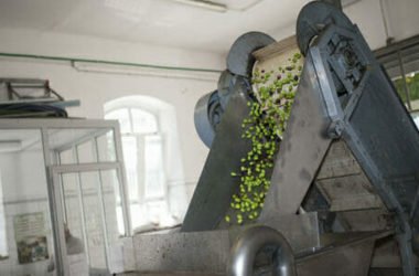 L’olio extravergine acquistato direttamente dal frantoio: una breve guida