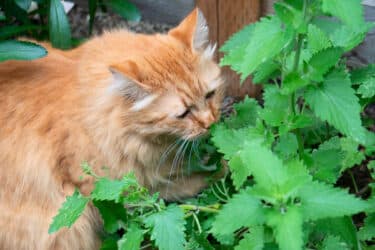 Erba gatta: benefici, effetti e proprietà della nepeta cataria