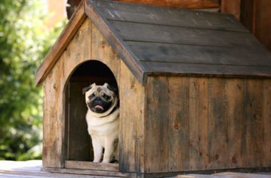 Cucce per cani e gatti, ecologiche, da interno e da giardino