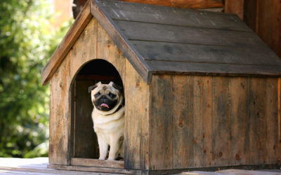 Cucce per cani e gatti, ecologiche, da interno e da giardino