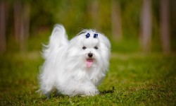 Guida al cane maltese: carattere, educazione e aspetto