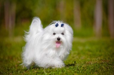 Guida al cane maltese: carattere, educazione e aspetto