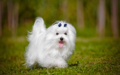 Guida al cane maltese: carattere, educazione e aspetto