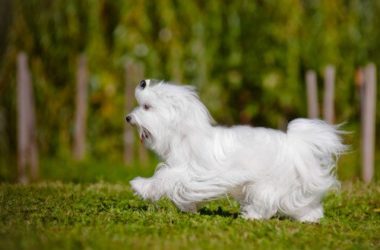 Guida al cane maltese: carattere, educazione e aspetto