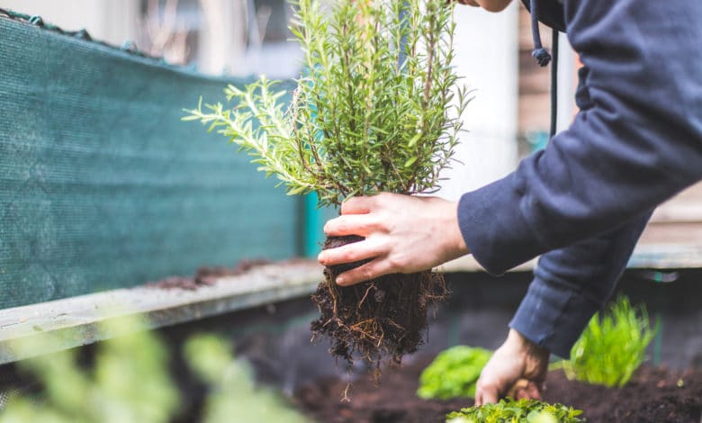 come coltivare il rosmarino