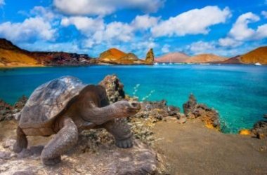Scoperta nuova specie di tartaruga Galapagos