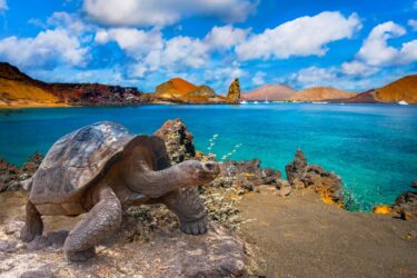 Scoperta nuova specie di tartaruga Galapagos