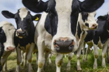 Climatarian, la dieta per chi è attento ai cambiamenti climatici