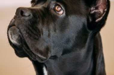 Cane corso, carattere educazione e aspetto