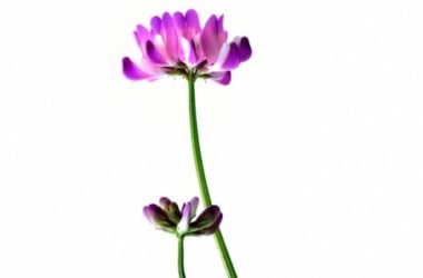 Scopriamo tutti benefici e le proprietà dell’astragalo, come viene utilizzato in medicina cinese e fitoterapia ma anche le controindicazioni.