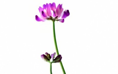 Scopriamo tutti benefici e le proprietà dell’astragalo, come viene utilizzato in medicina cinese e fitoterapia ma anche le controindicazioni.