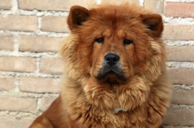 Chow chow: carattere, educazione ed aspetto