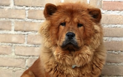 Chow chow: carattere, educazione ed aspetto