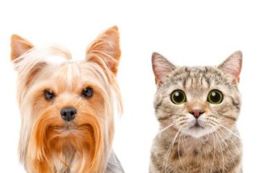 Campagna promossa dall’Ordine dei medici veterinari contro il fumo passivo per cani e gatti!