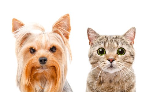 Campagna promossa dall’Ordine dei medici veterinari contro il fumo passivo per cani e gatti!
