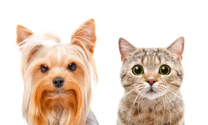 Campagna promossa dall'Ordine dei medici veterinari contro il fumo passivo per cani e gatti!