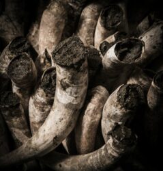 Cos’è l’agricoltura biodinamica