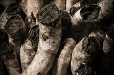 Cos’è l’agricoltura biodinamica e in cosa si differenzia dall’agricoltura biologica