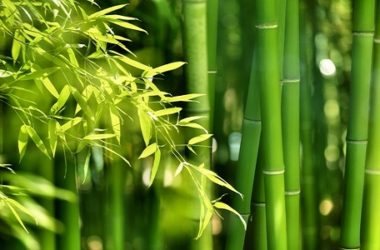 Come coltivare bambù in giardino o in casa