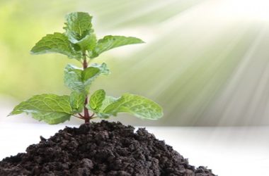 Come coltivare menta in vaso e a terra: la guida pratica
