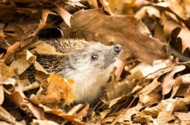 I ricci e altri animali non vanno in letargo per il troppo caldo
