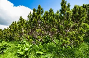 Guida alle proprietà ed ai benefici del pino mugo