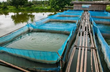 Acquacoltura: come vengono allevati i pesci che non sono pescati