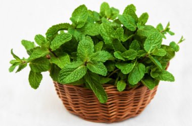 Menta: proprietà e ricette da provare