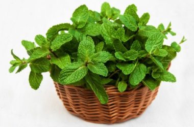 Come coltivare menta in vaso e a terra: la guida pratica