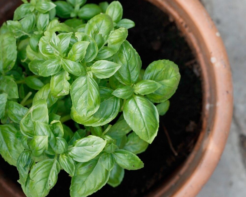 come coltivare basilico