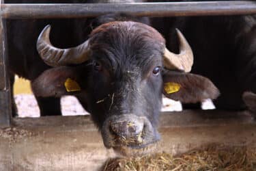 Bufala e mucca: quali sono le differenze?