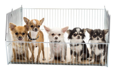 A Boston vietata vendita nei negozi di animali domestici, perfino di cani e gatti