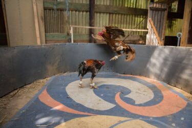 Combattimenti tra galli: sono ancora una triste realtà da denunciare