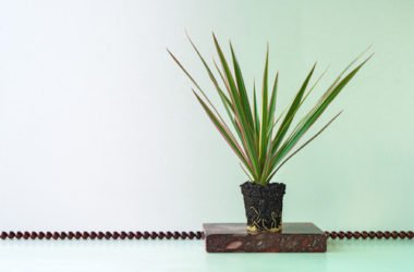 Yucca proprietà e benefici per la salute