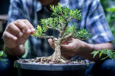 Le guide facile de la culture du bonsaï