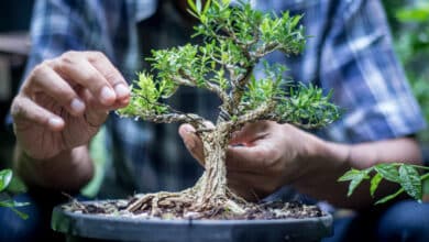 come coltivare un bonsai