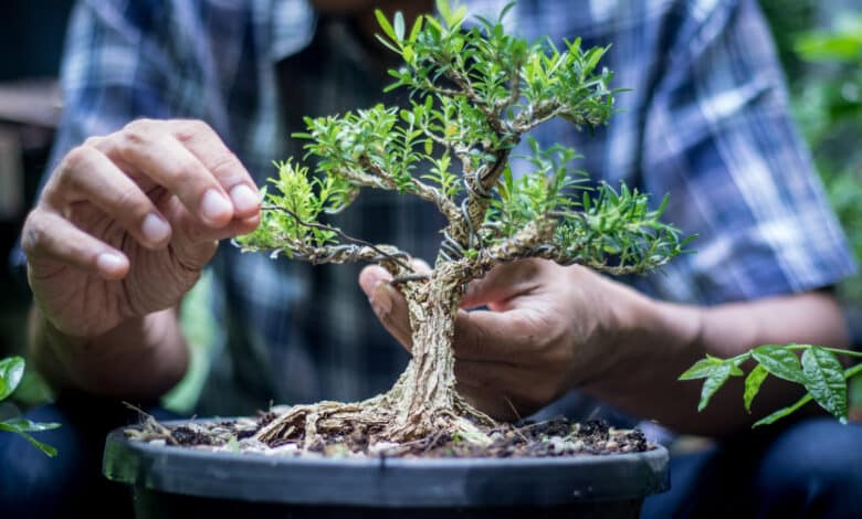 come coltivare un bonsai