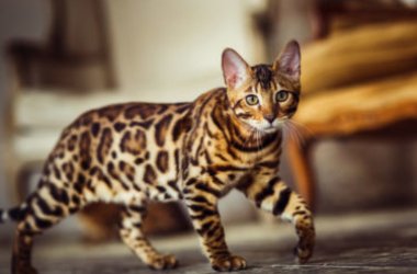 Le chat Bengal, une race de chat à découvrir