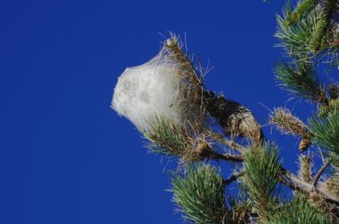 Processionaria: periodo, rimedi e come riconoscerla