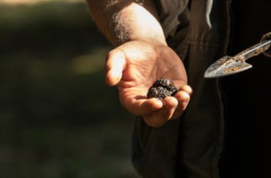 Coltivare tartufi, è possibile?