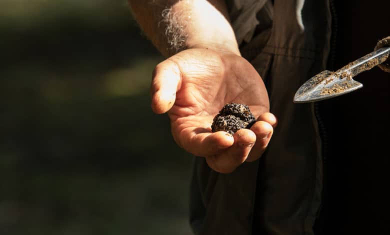 coltivare tartufi è possibile?