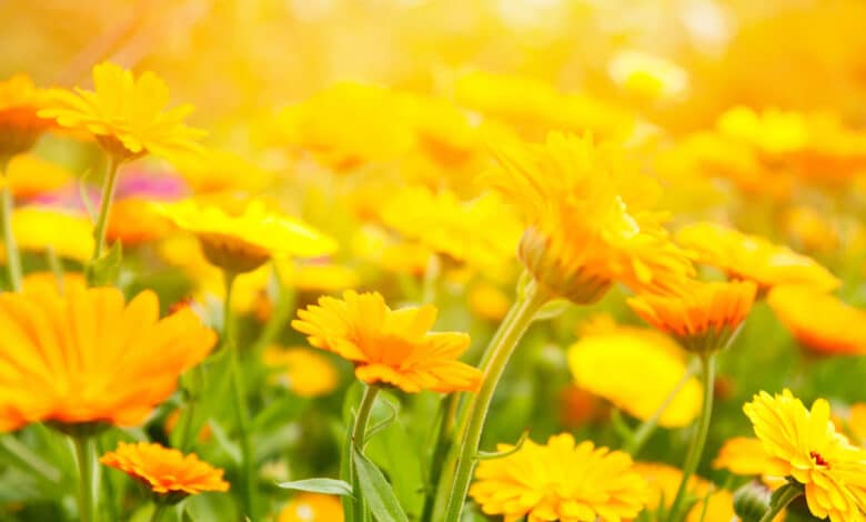 fiori di calendula