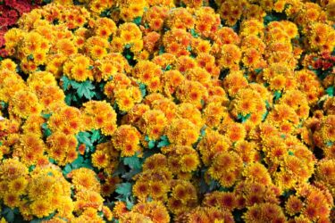 Calendula officinalis: scopriamo l’olio e le creme derivanti dai fiori di questa pianta