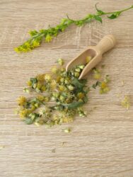 Proprietà e controindicazioni della verga d’oro, alleata naturale della linea