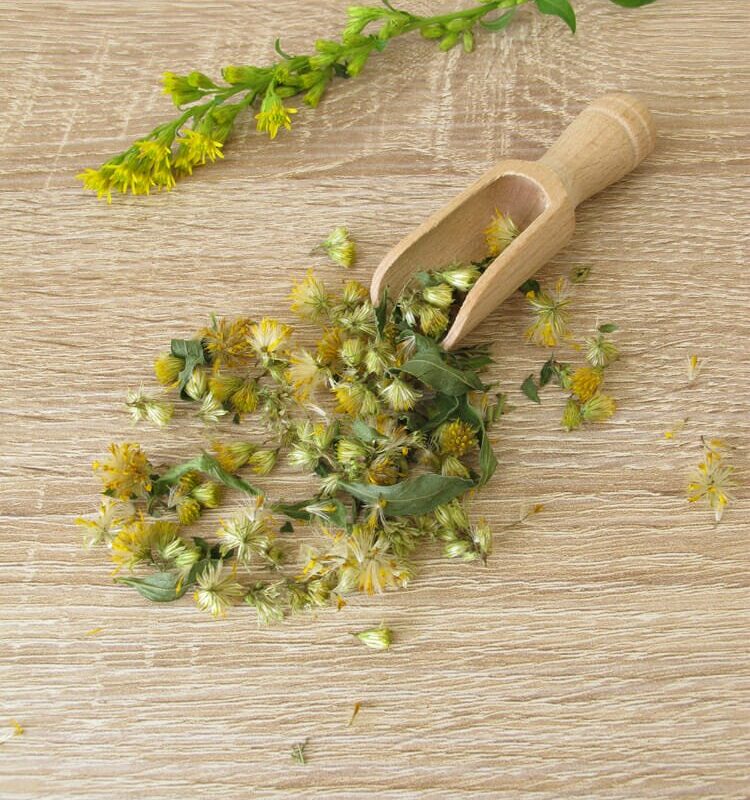 verga d'oro essiccata