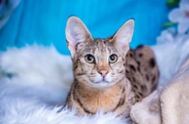 Gatto savannah: tutto sul gatto più lungo del mondo