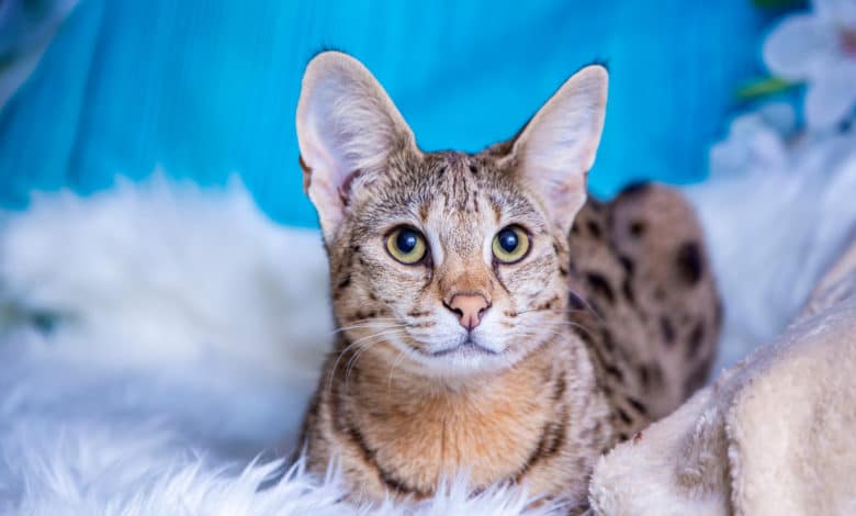 gatto savannah