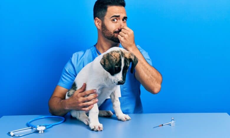 come eliminare il cattivo odore del cane